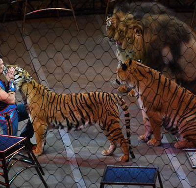 Tigre abattu à Paris : Retour sur les faits, le cirque soupçonne "un acte de malveillance"