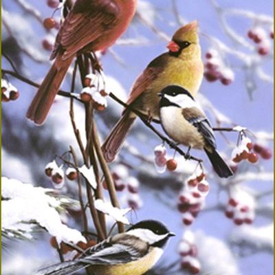 Oiseaux en peinture - Bradley Jackson