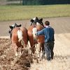 Francezul,calul,agricultura si Romania