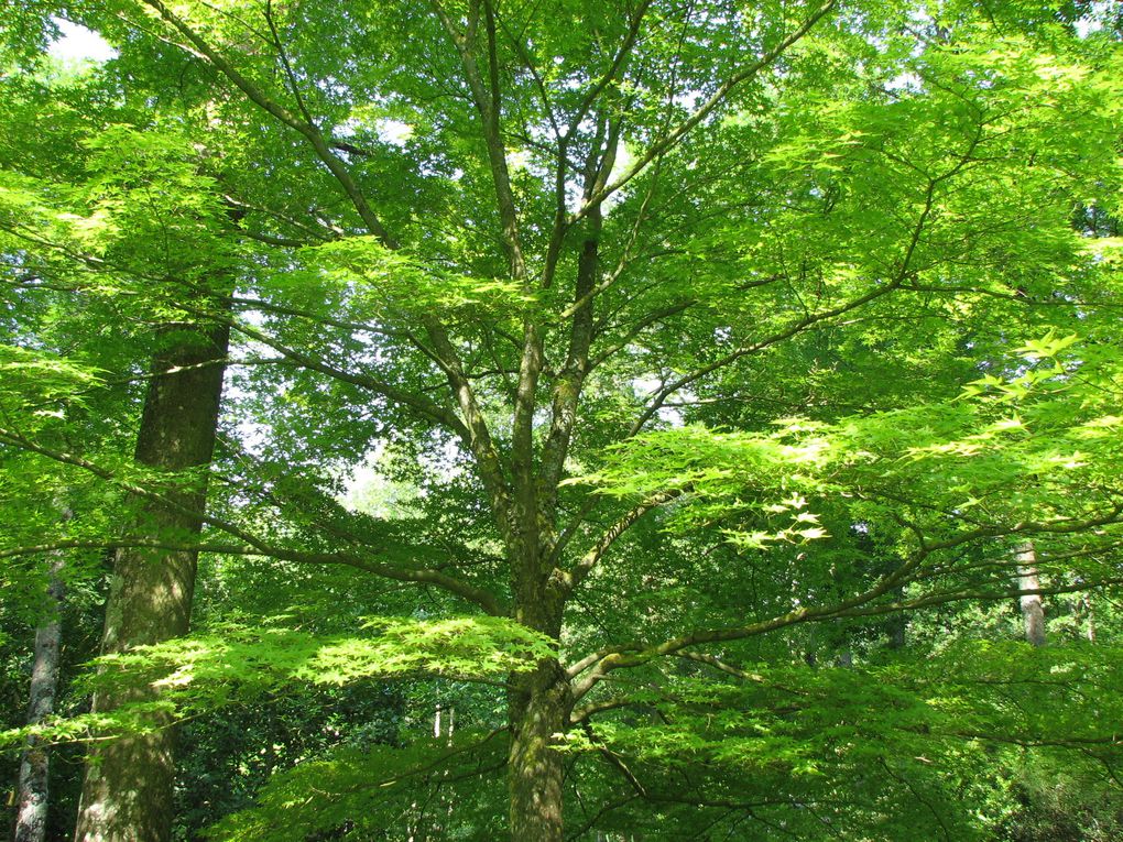 Album - Arboretum-des-Pres-des-Culands