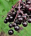 #Elderberry Wine Producers Virginia Vineyards