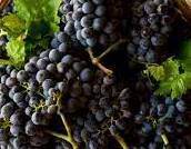 #Nero d’Avola Producers Uruguay Vineyards