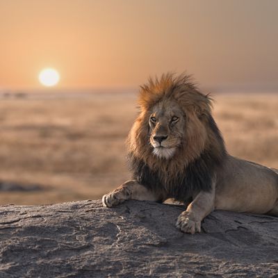 3 lions abattus après avoir tenté de s'échapper de leur enclos