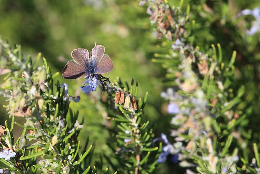 Album - Faune-Insectes-2