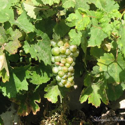 Ingersheim : Vendanges ?