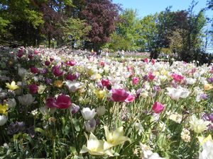 Des fleurs à profusion ....