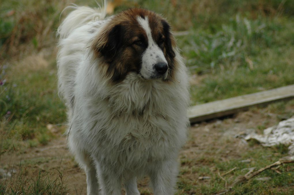 les chiens et bébé à la maison