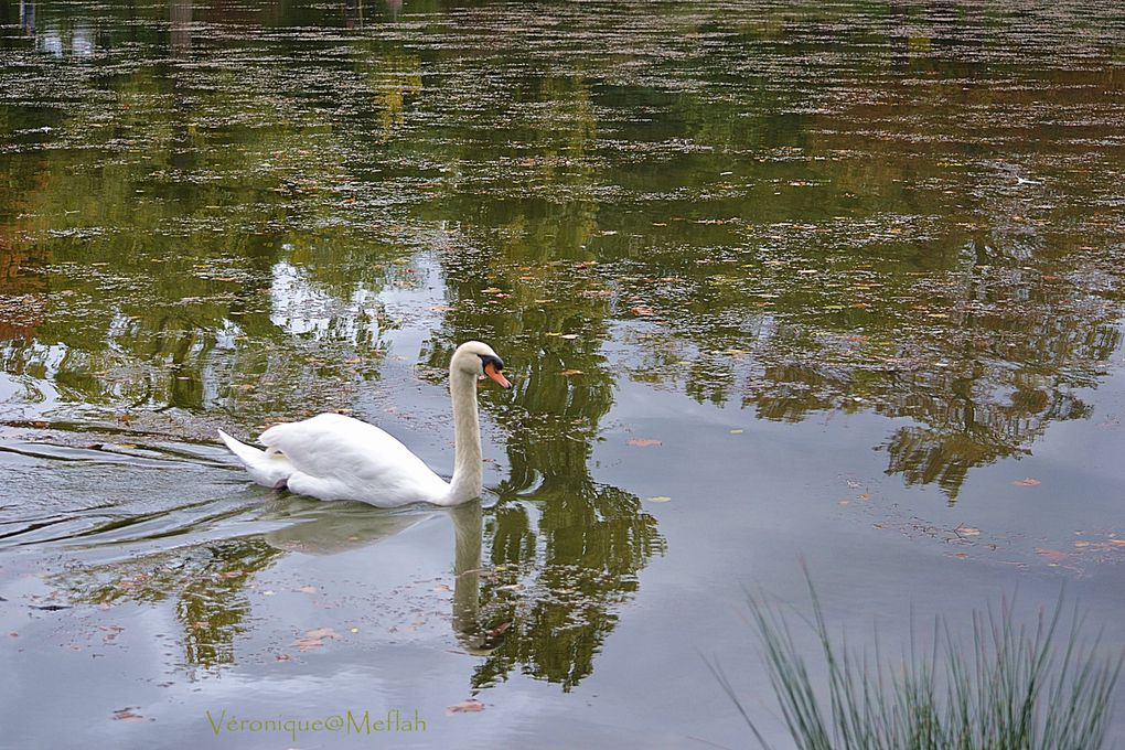 Bois de Vincennes