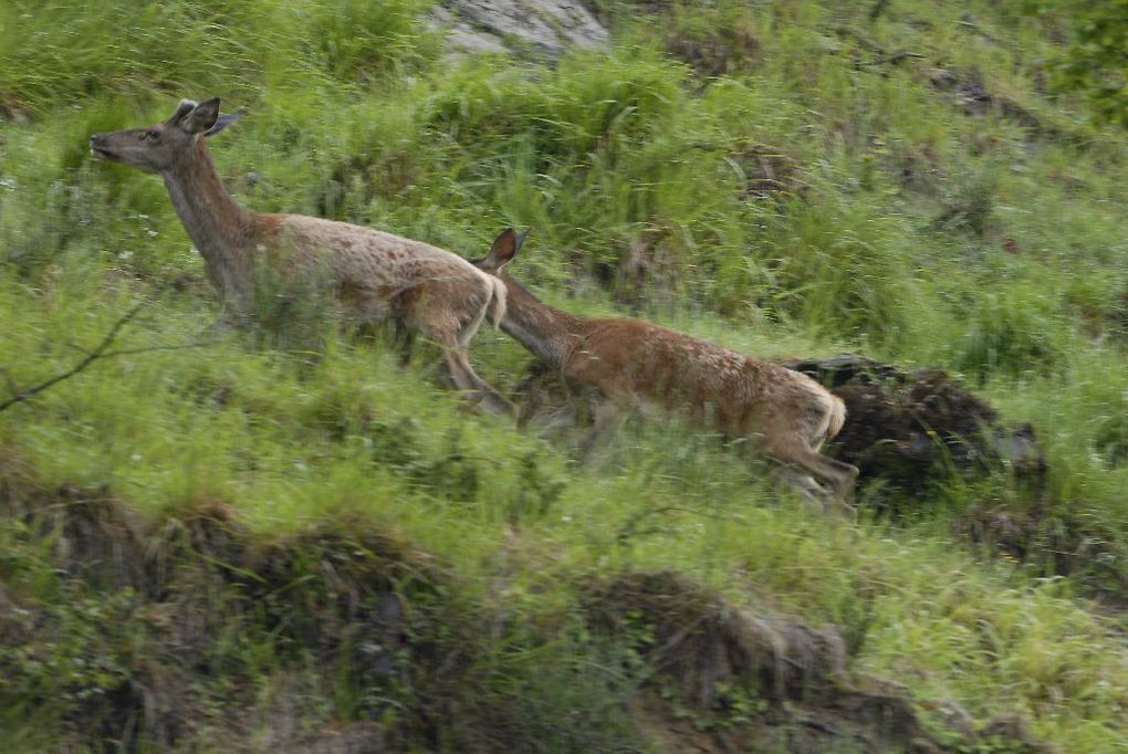 femmina, Riserva Naturale Acquerino-Cantagallo