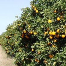 Orange farmers abandon farms for cash crops