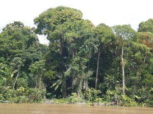 Immensité, paix et beauté, l'intensité d'une nature aux sensations pures, sur les rives du fleuve Amazone. Grande et mystérieuse forêt, labyrinthe des "igarapés", us et coutumes des peuplades locales, symphonie de couchers de soleil, une incurs