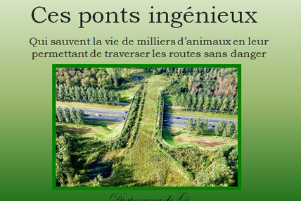 Ces ponts ingénieux