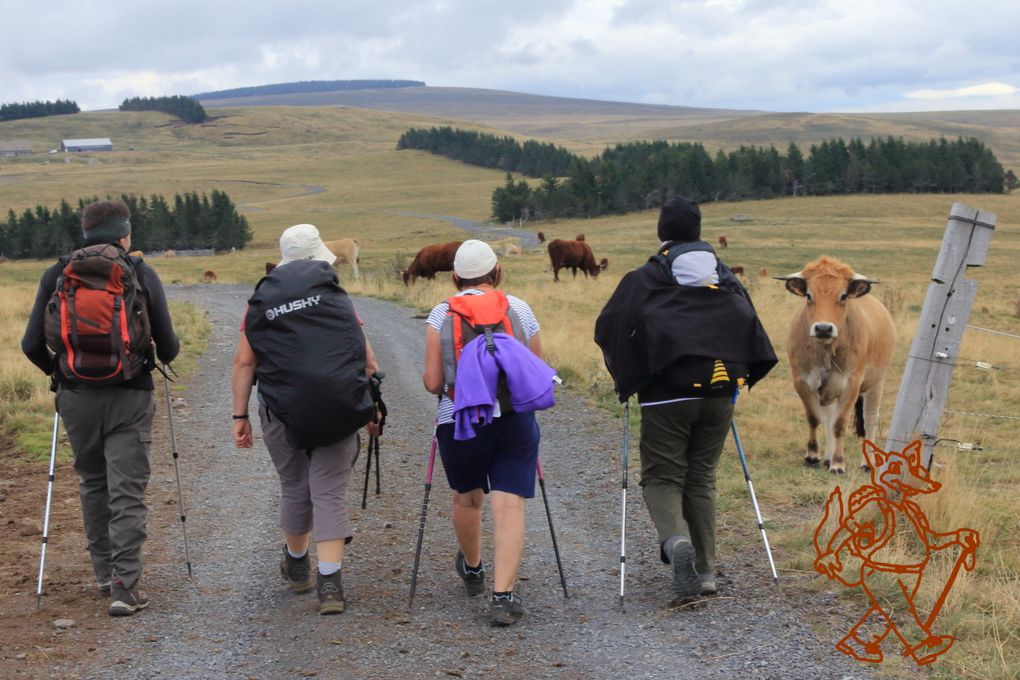 Le Cézallier   VACHE  ment  BIEN