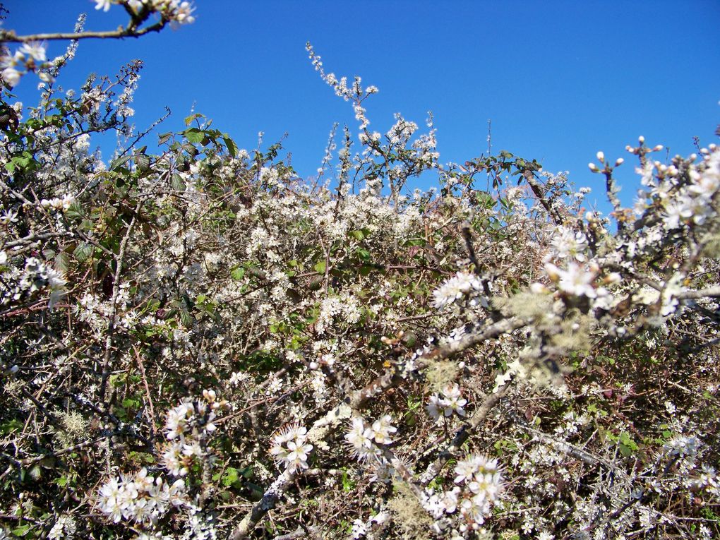 Quel bonheur de commencer la journée d'un dimanche ensoleillé de printemps par une ballade dans les chemins souriant de prunelliers...