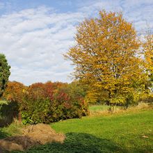 Ein bißchen Herbst