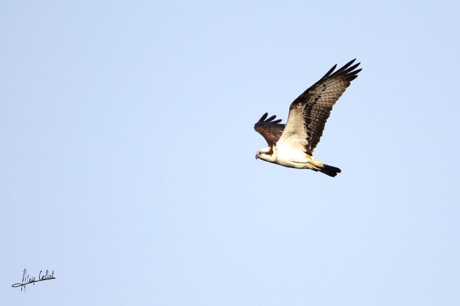 Balbuzard pécheur à Ondres et au marais d'Orx