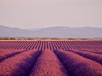 Du vert, du jaune, du bleu, du mauve, du rose, parfois en duo, parfois dans une anarchie toute poétique, ici tout le pays chante la Couleur sans discrimination et dans un même cri....une vraie symphonie où les notes s'enchaînent délicieusement et vous transportent dans une rêverie étourdissante...