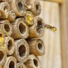 Une mégachille dans l'hôtel à abeilles