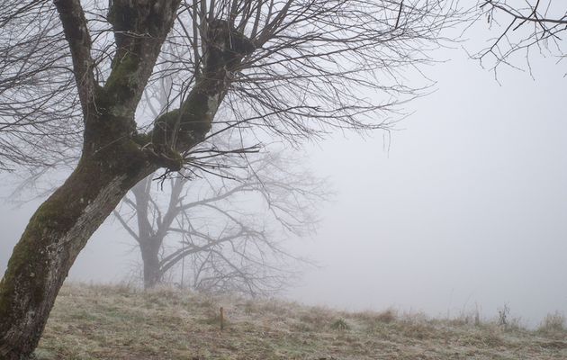 banc de brume