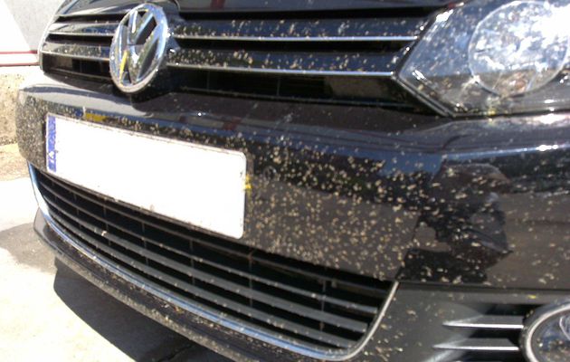 Como quitar los mosquitos del coche