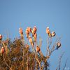 Galah, Quorn, Australia