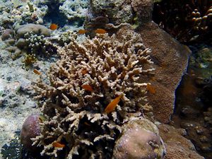 Snorkeling à Menjangan