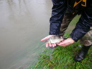 Le Pêcheur Barbezilien donne un coup de pouce au milieu aquatique !