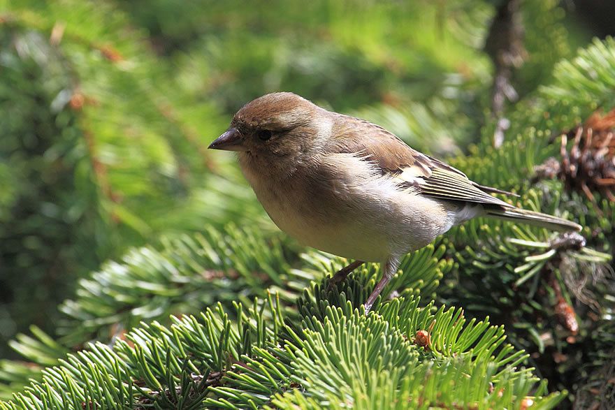 Album - Faune-Oiseau-7