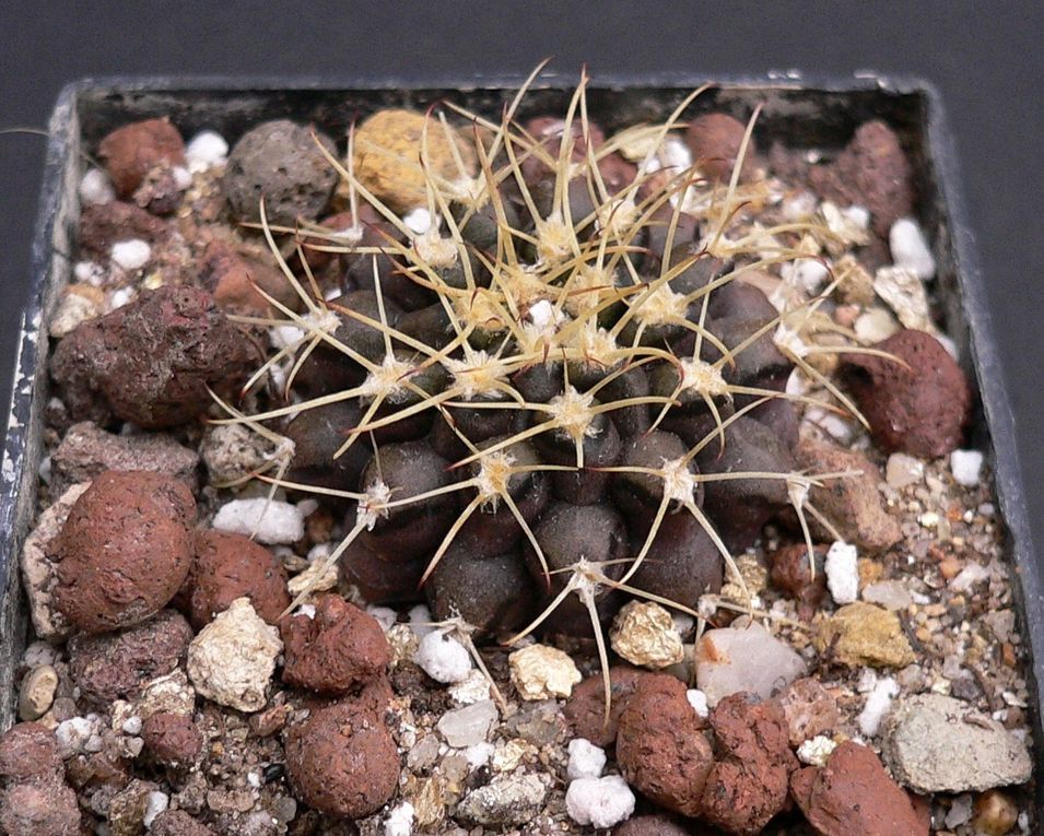 Plantes au port habituellement bas et à la spination très variable. Les fleurs se caractérisent par leur calice nu et écailleux. Le genre a une vaste aire de répartition dans les 2 tiers sud de l'Amérique du sud. Album des espèces de A à M.