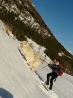 Des chiens sportifs .....