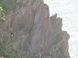 Great black backed gull chicks, fulmars on cliff (grey and white birds) and Short eared owl chicks