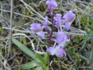 les orchidées sauvages