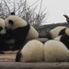 Chengdu ; les pandas, un boudha...