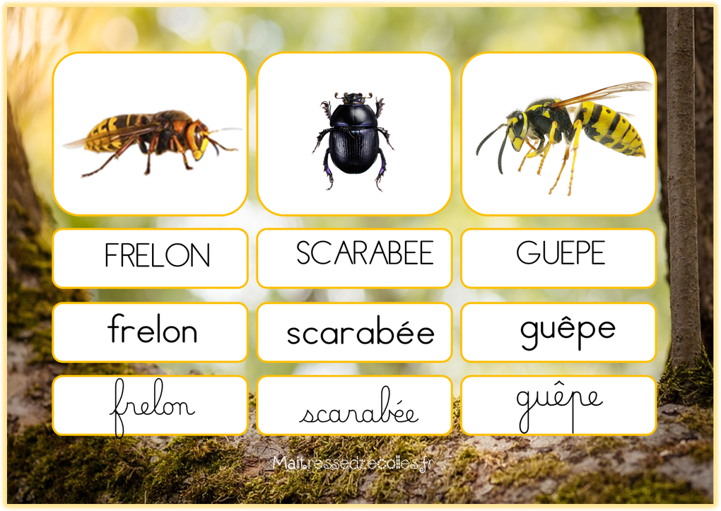 Les insectes : Correspondance des mots 3 écritures
