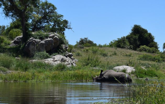 Dernière journée au Kruger