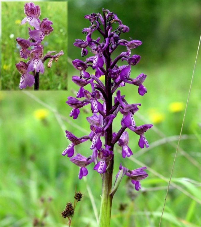 les orchidées de France