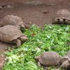 Village des tortues