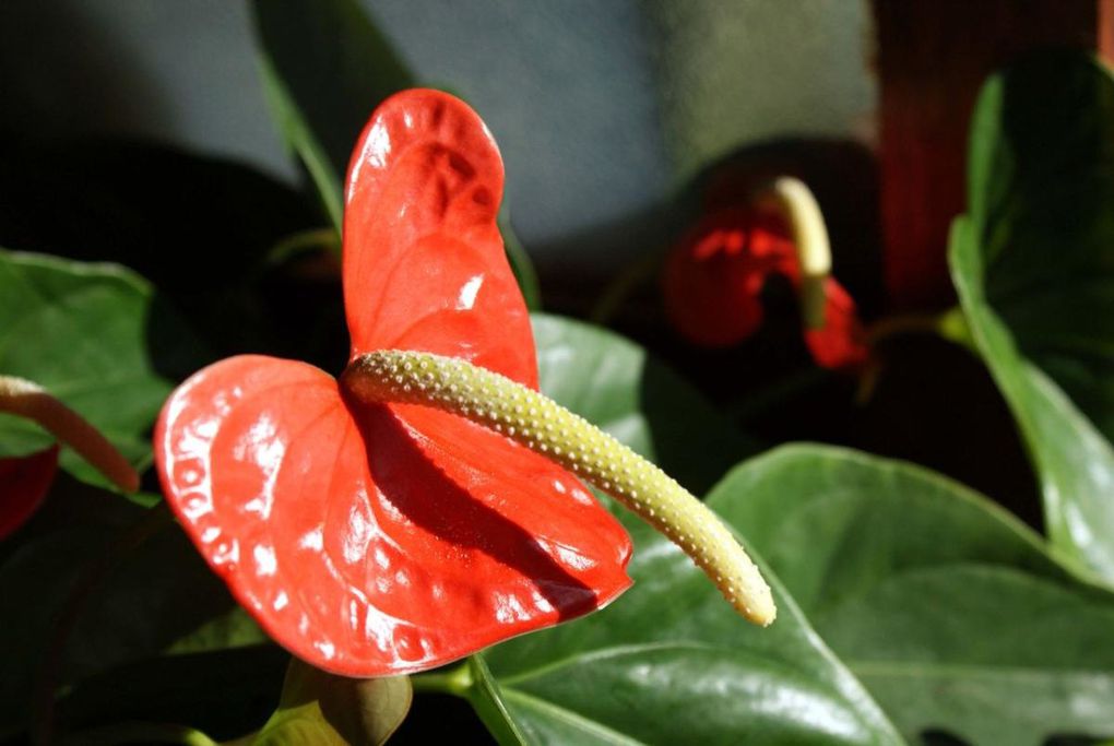 Photos diverses de fleurs et plantes de mon jardin, pour la plupart... en toutes saisons.