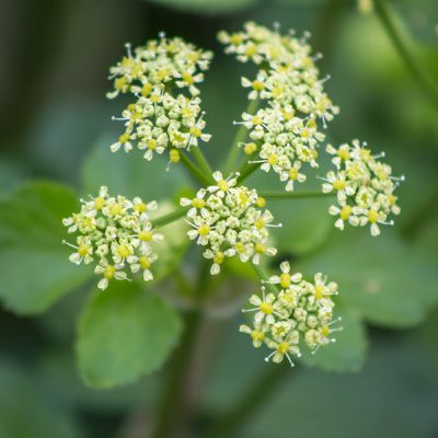 Fleurs d'oenanthe