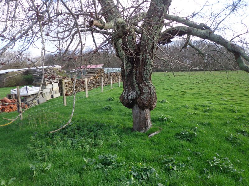 Retour par l'Ombrail,, la commanderie, et le bois de l'Arrachis Lapeyre.