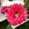 Trichocereus grandiflorus Roter Stern2