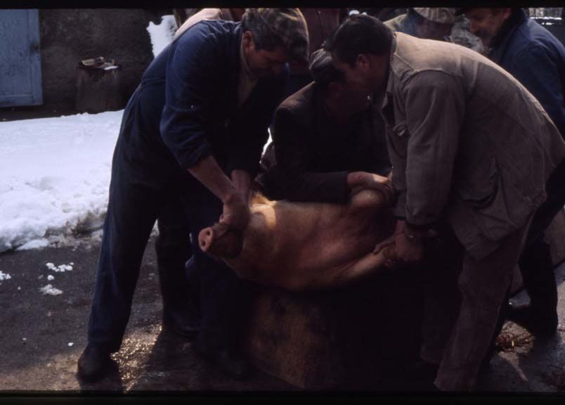 phyoto de la vie agricole ,cochon , moisson dépiquage et divers.