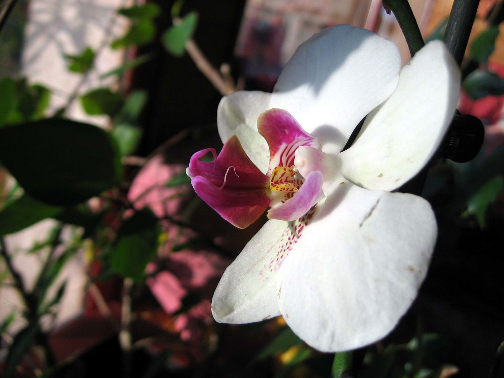 Photos diverses de fleurs et plantes de mon jardin, pour la plupart... en toutes saisons.