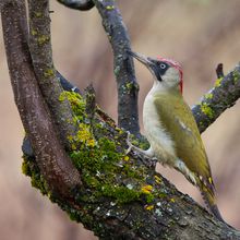 Le Pic Vert ou l'Oiseau de pluie