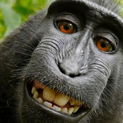 Qui est propriétaire des auto-portraits réalisés par un singe ? 