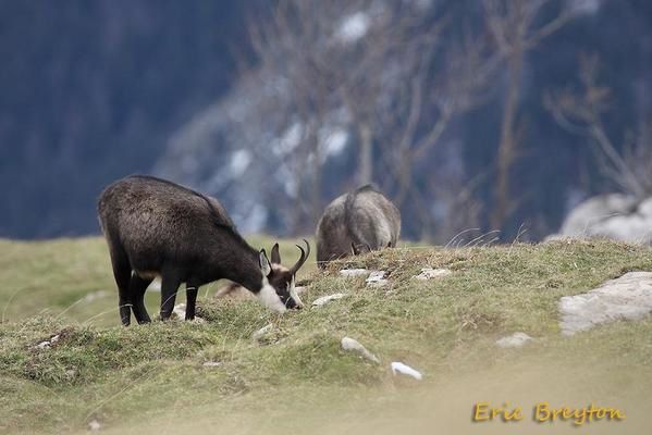 Attitudes et pelages des chamois en novembre