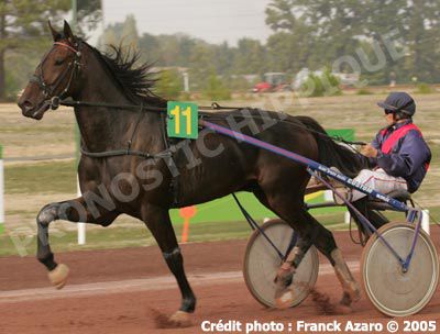 Divers chevaux de course sur l'hippodrome d'Eventard