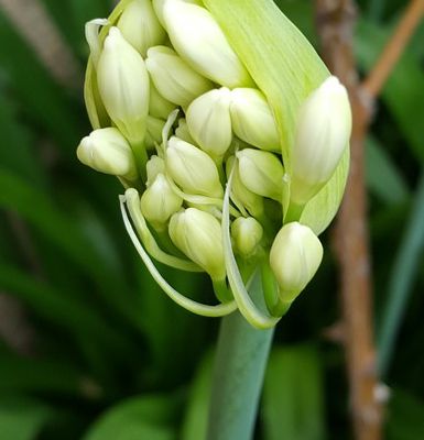 Fleurs de mon jardin : agapanthes en boutons...