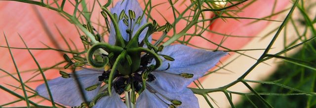 la main verte - green fingers