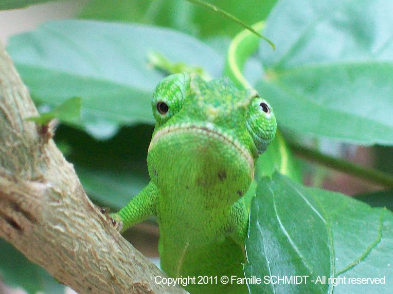 Album - Faune-Reptiles